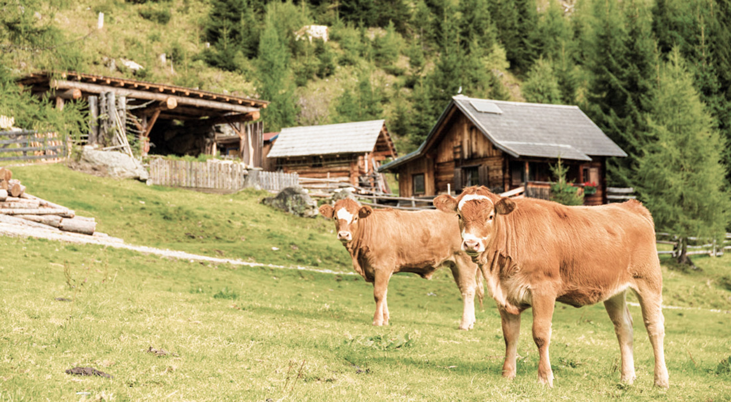 Unsere Kühe auf der Alm