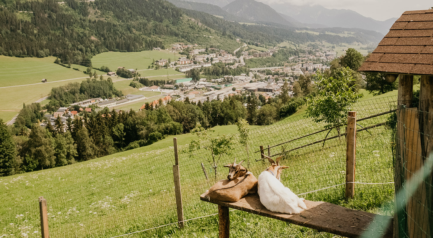 when our animals enjoy the view